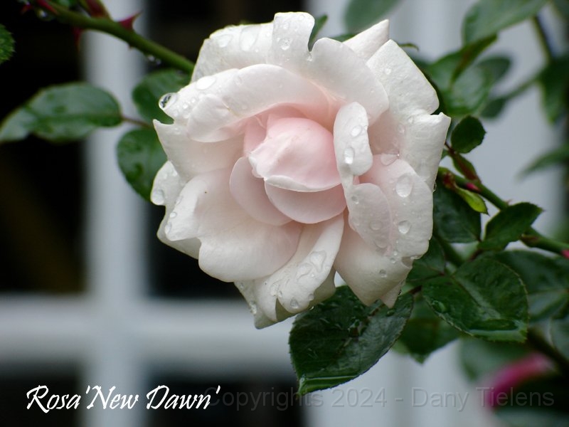 Rosa - New-Dawn.jpg